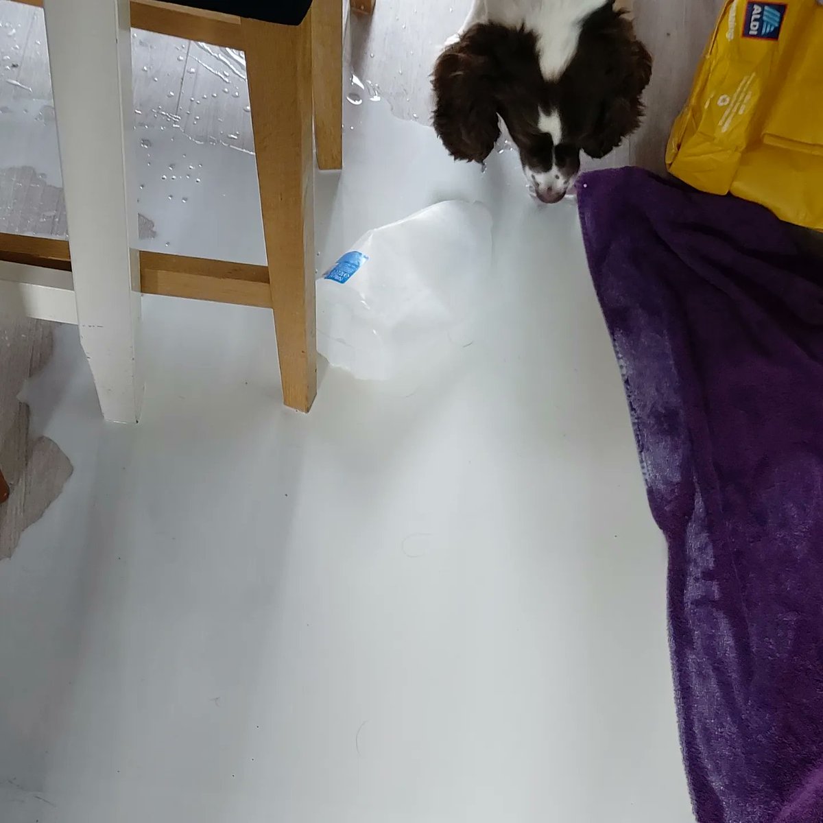 lollg84's tweet photo. FML !!! That'll be the full 4 pints of milk on the floor !! Ted thinks it's Christmas 🤦🏻‍♀️ https://t.co/Cqiw8gYdIZ