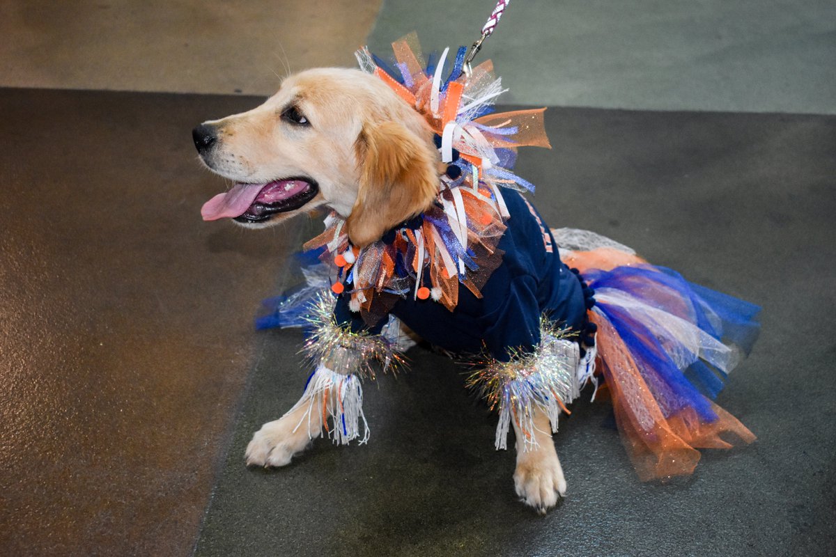 Ariana_noGrande's tweet photo. Dogs should be allowed at every @astros game! Some of my favorite outfits from this year's Astros Dog Day. My story on the paw-some event here: https://t.co/pzUsLCsq7x https://t.co/5mjU9IQvSL