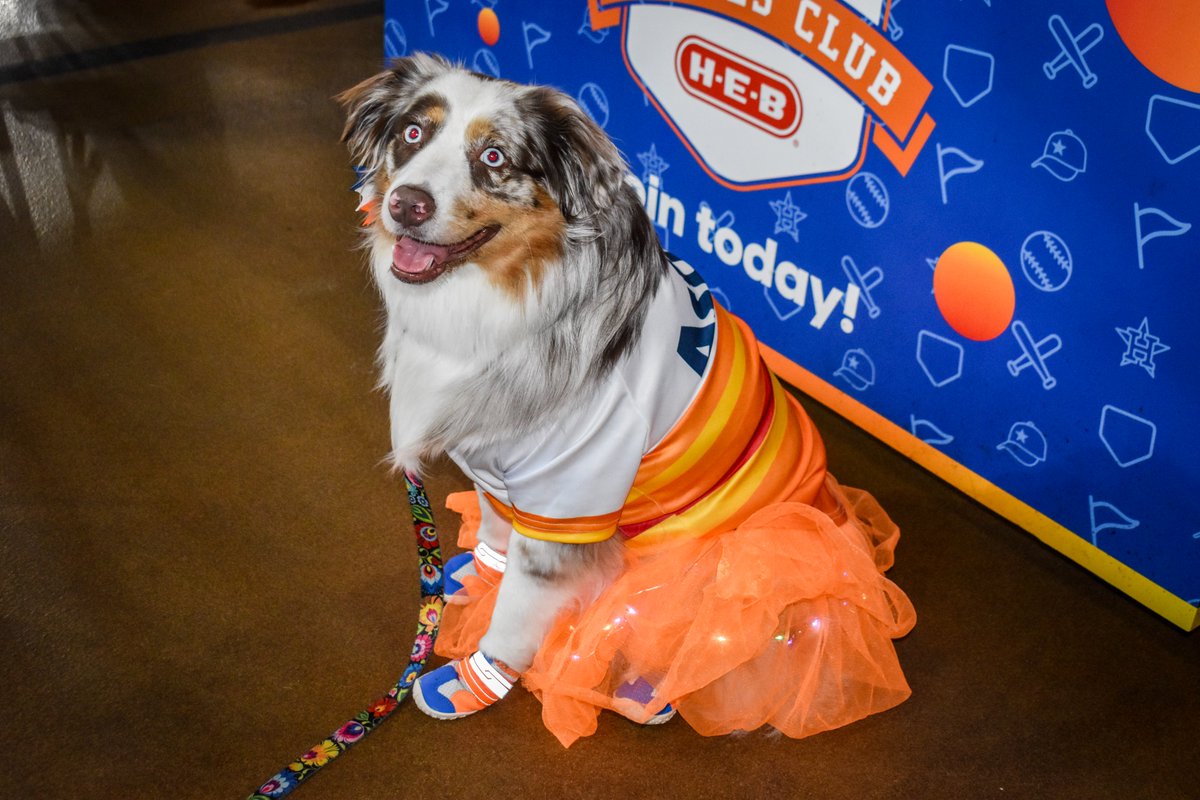 Ariana_noGrande's tweet photo. Dogs should be allowed at every @astros game! Some of my favorite outfits from this year's Astros Dog Day. My story on the paw-some event here: https://t.co/pzUsLCsq7x https://t.co/5mjU9IQvSL