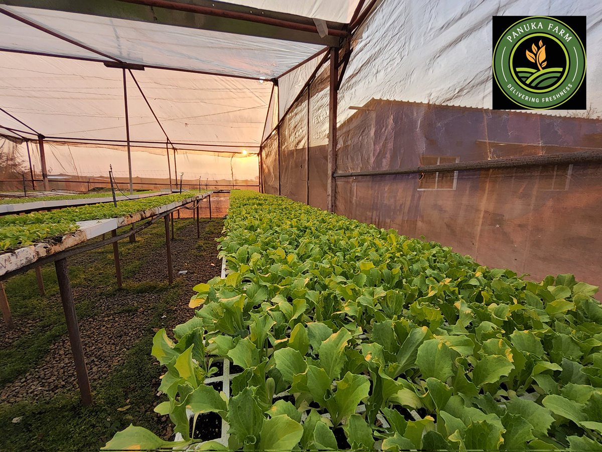 Panuka AgriBiz Hub tweet media