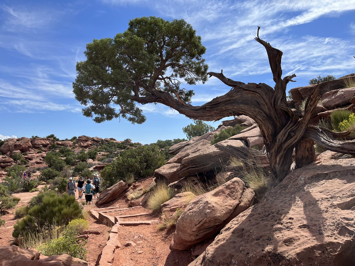 NearAndFarAZ's tweet photo. Such amazing scenes at @CanyonlandsNPS! And the best hiking experience with #DesertHighlights! 

#UpheavalTrail #GreenRiverOverlook #MesaArch #MoabUT @VisitUtah #VisitMoab https://t.co/xLOIhSU0GF