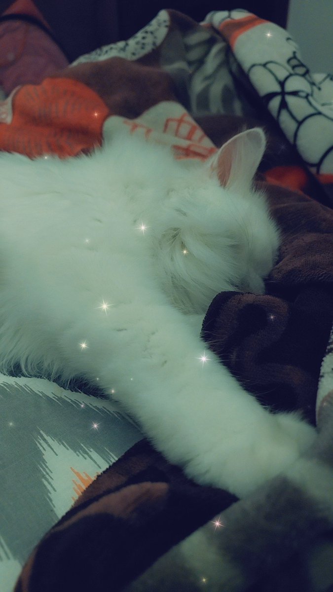 kitty_furbaby's tweet photo. Sleeping beauty 💕 ✨️ #cats #catstagram #CatsLover https://t.co/swdYPZ3ngP