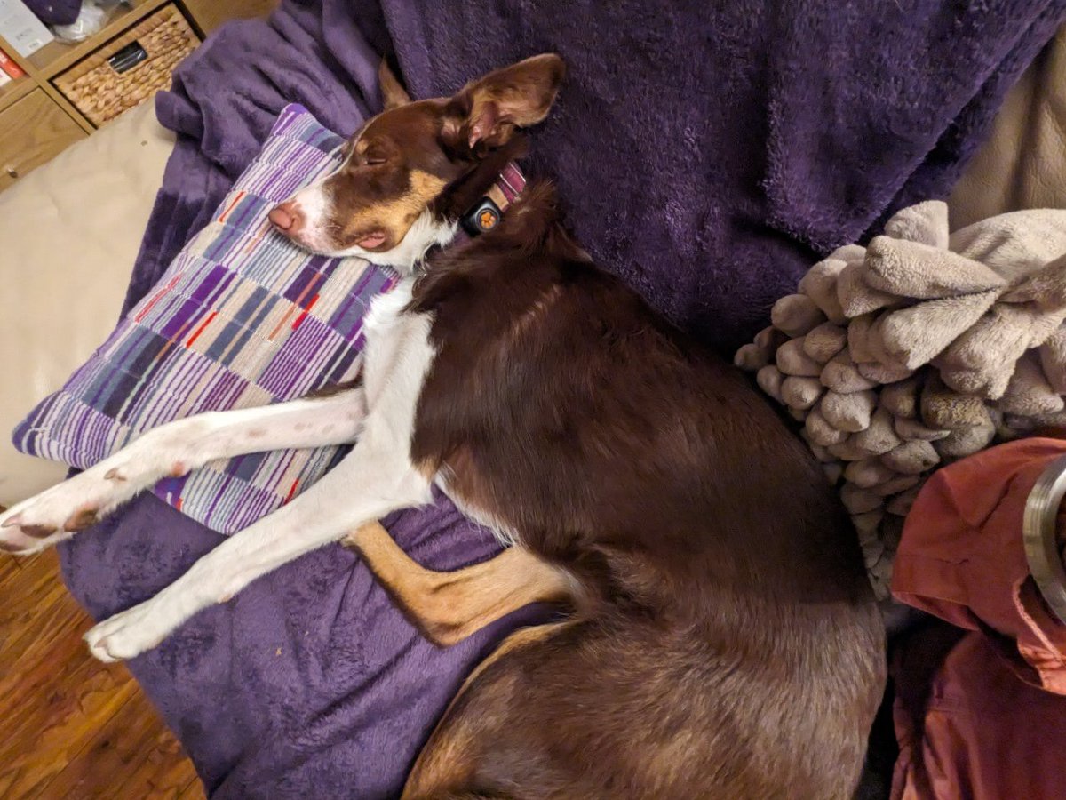 supercolliekira's tweet image. Hi twitter friends. I am so tired after another weekend of keeping tabs on my humans! Hope you all had a lovely weekend. Sleep well and good night 🌌🌛 #SleepWellFeelGood #sweetdreams #bordercollie