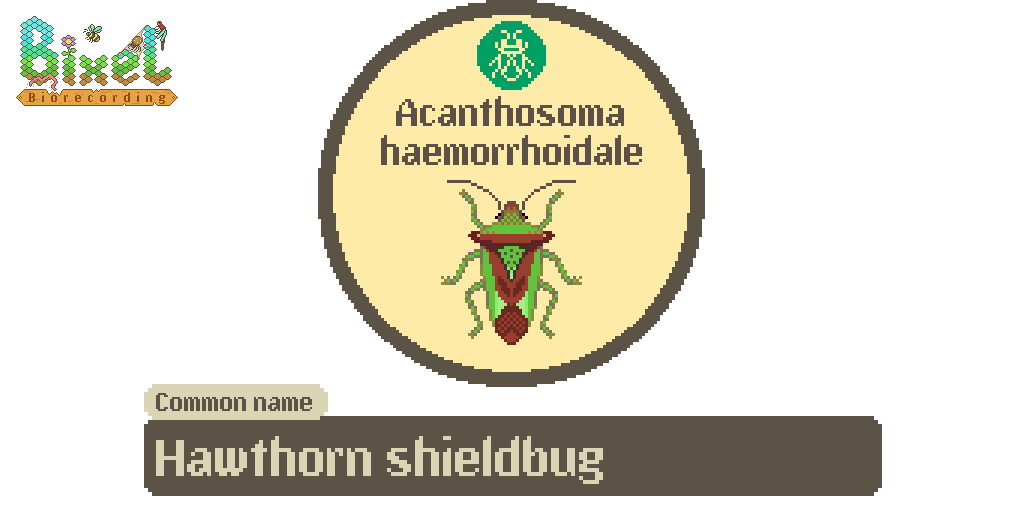 BixelBugs's tweet photo. Six-Legged Sunday! Acanthosoma haemorrhoidale (Hawthorn shieldbug)

Our largest UK shieldbug. Despite being a 'non-caring' species (unlike the Parent bug) they do not leave their eggs unloved, coating them in a protective substance from their Pendergrast’s organs!

@BritishBugs https://t.co/zdtD3oQc2S