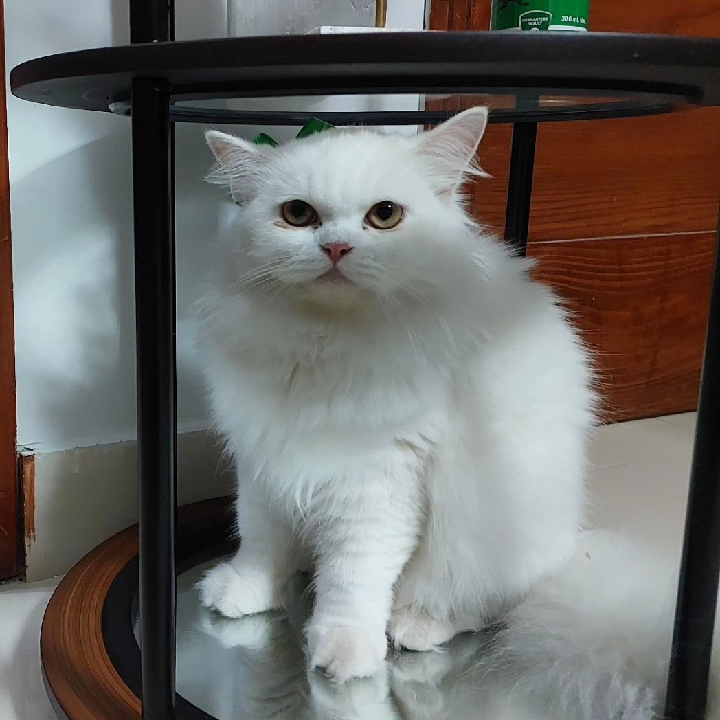 kitty_furbaby's tweet photo. My decoration 🥰🥰🥰 #cats #ilovecats #catsworld https://t.co/cyUUPSzXod