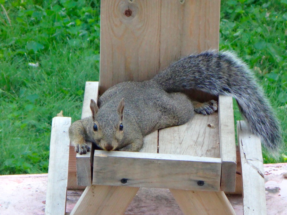 If human is not putting nuts in the nut table, I guess I'll just lay on it until she sees the error of her ways... #squirrel #Squirrels