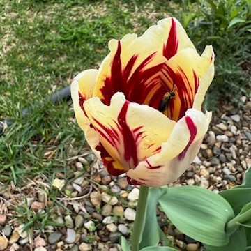 Bee-yond in love with this 🐝