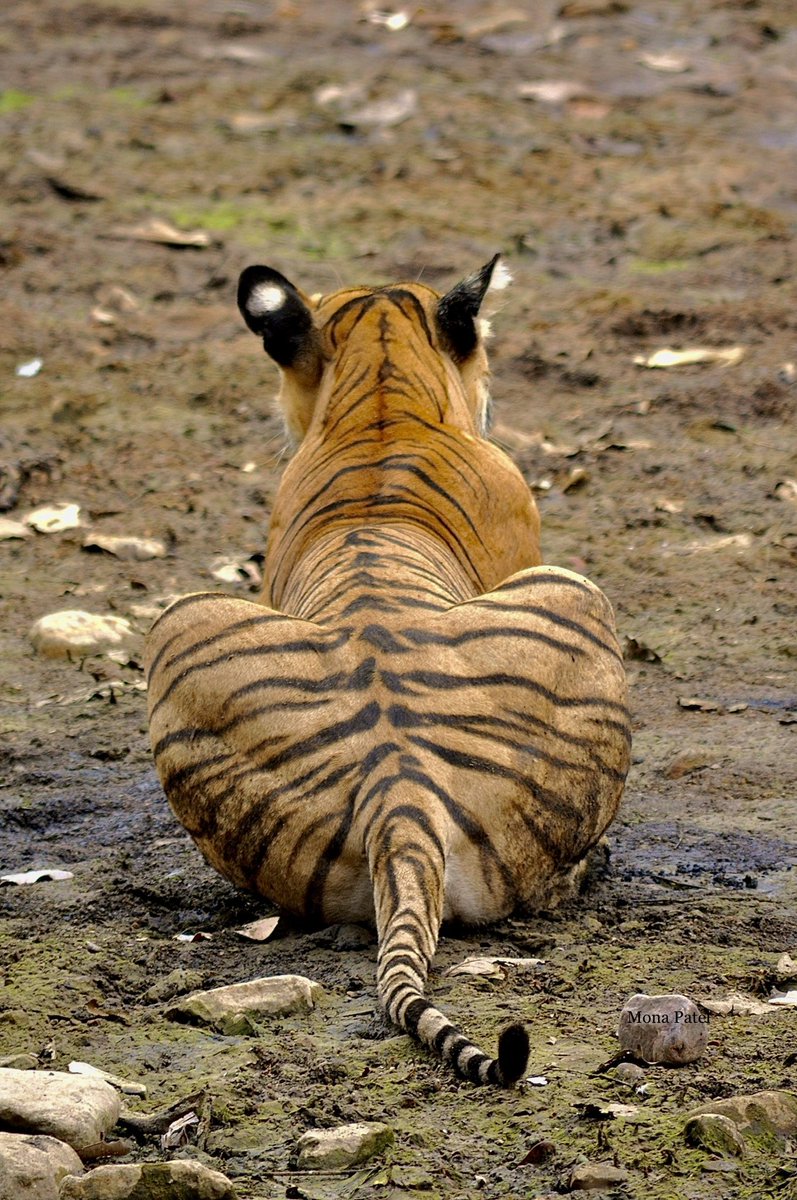 Distinct feature of the tiger is it’s striped appearance. These stripes aid the animal to camouflage itself while hunting. Also they are like fingerprints & no two tigers have the same pattern of stripes. 🐅🌳 #BBCWildlifePOTD #ThePhotoHour #natgeoindia #DekhoApnaDesh