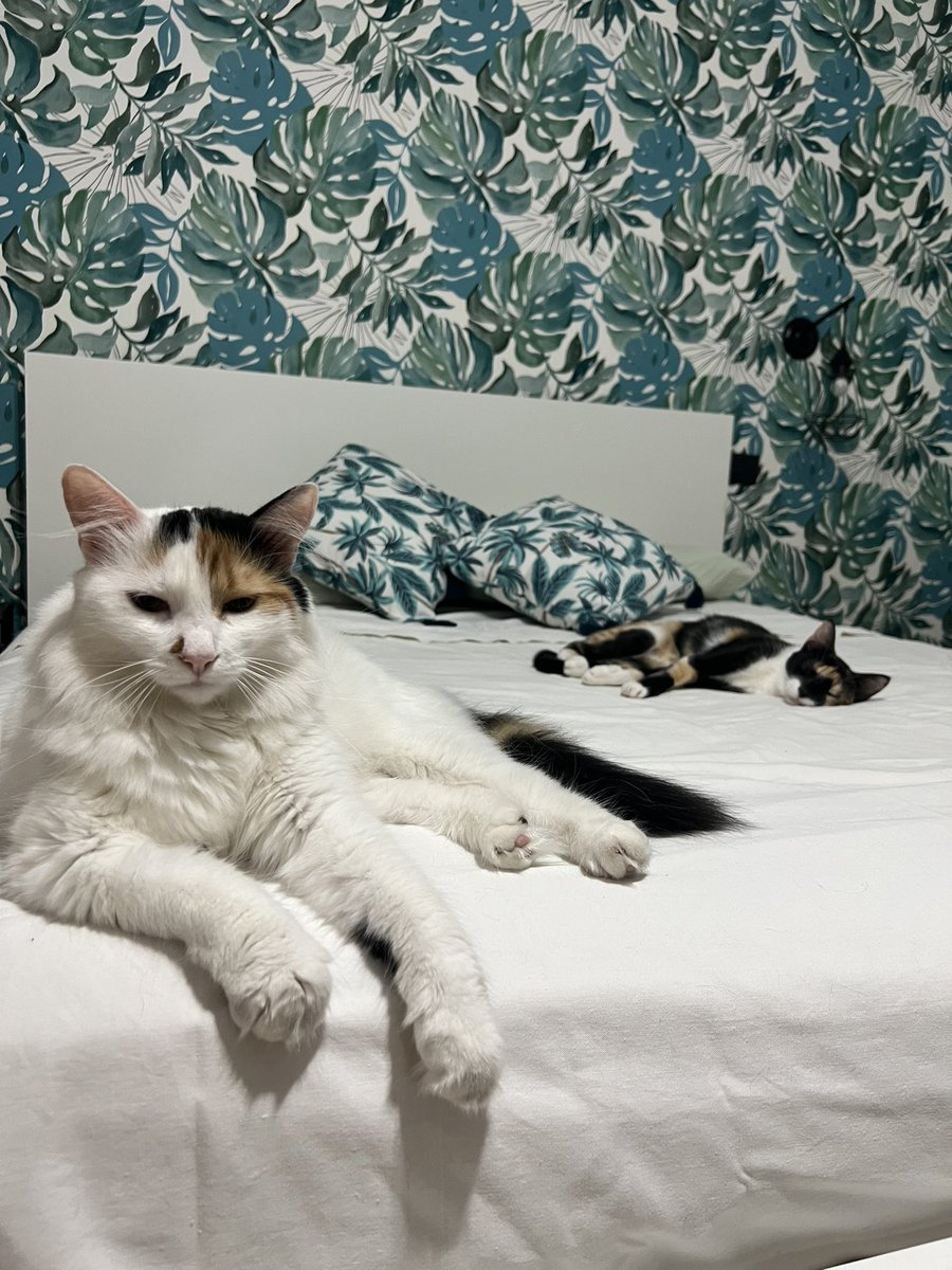 GiuliaSSambucci's tweet photo. Gatte colpevolmente assonnate su lenzuola pulite. https://t.co/AdU9qisO4m