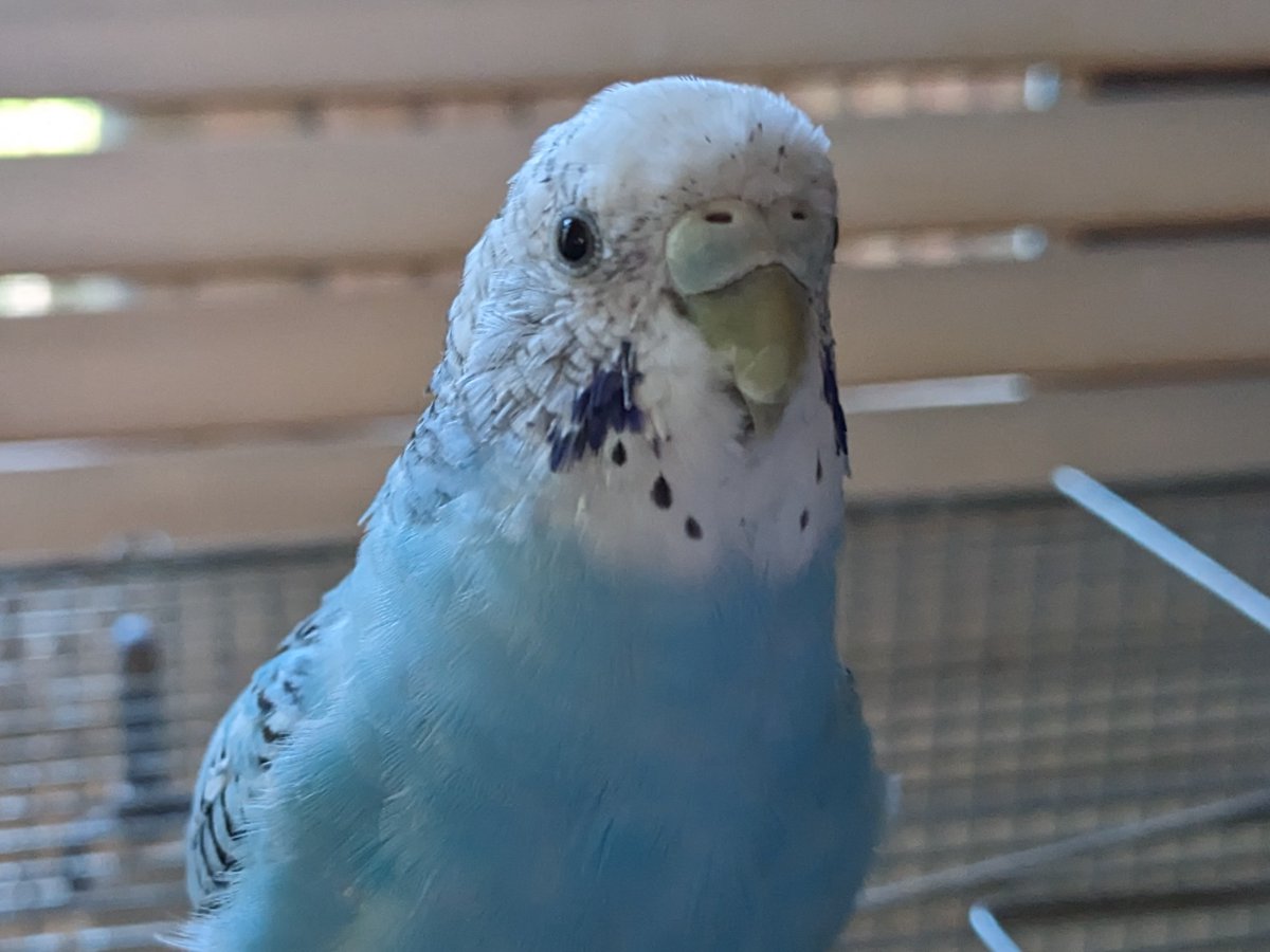 Birdtent77's tweet photo. おはようございます😊✨

ピッピの大きなポッチがほぼほぼ取れてしまいました😅

残暑が厳しいですね💦
気をつけて過ごしましょう⚠

#バードテント
#minneで販売中 https://t.co/OGru49TbHw