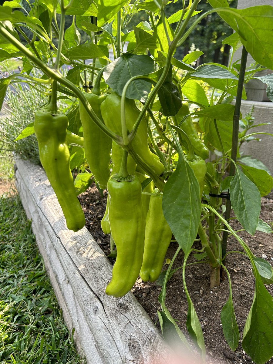 Definitely not poblanos. Anyone know what these are? I’ve had people suggest Anaheim, Hungarian wax and Cubanelle.  #peppergate