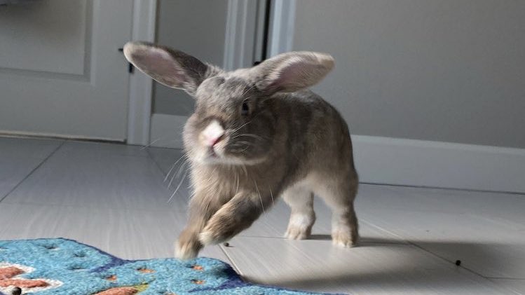 bunkoo pics !! 🐰💜 tweet media