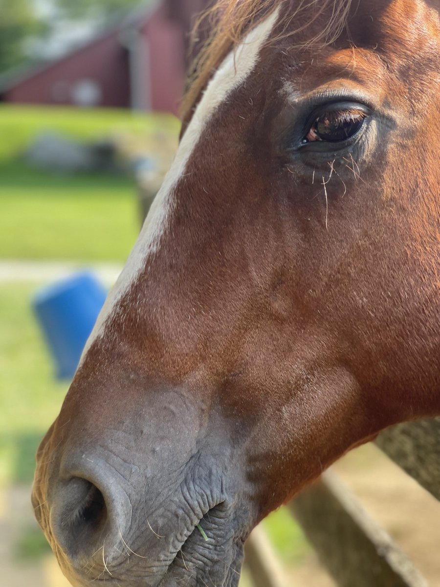 bctesche's tweet photo. Dr BROOKE on the move… Beautiful Sunday with Mass, Springton Manor Farms, amazing animals, fabulous fields &amp; flowers! God is good all the time 🙏💛🌻#MissionaryDisciple #BlessedandGrateful https://t.co/Trm0R3aLqL
