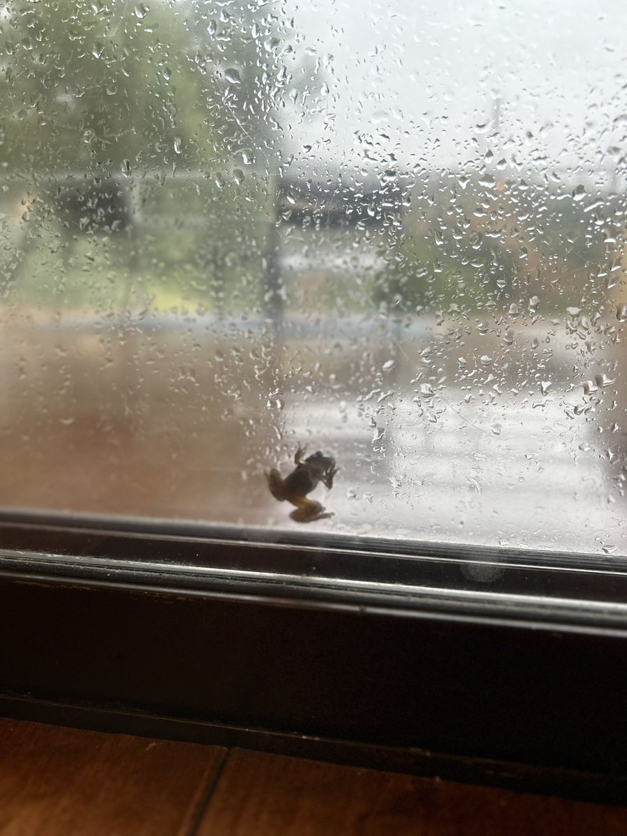 MarcusErrico's tweet photo. And now the frogs. https://t.co/KIHp7mIGGW