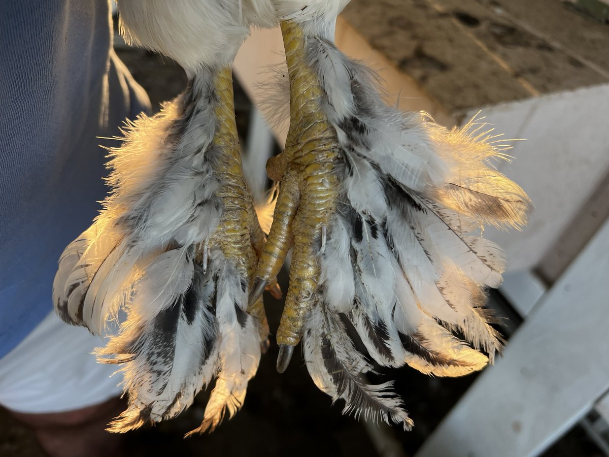 FlockstarApp's tweet photo. Gotta love the feathered feet!
#backyardchickens #lightbrahma https://t.co/QscBRrSUy9