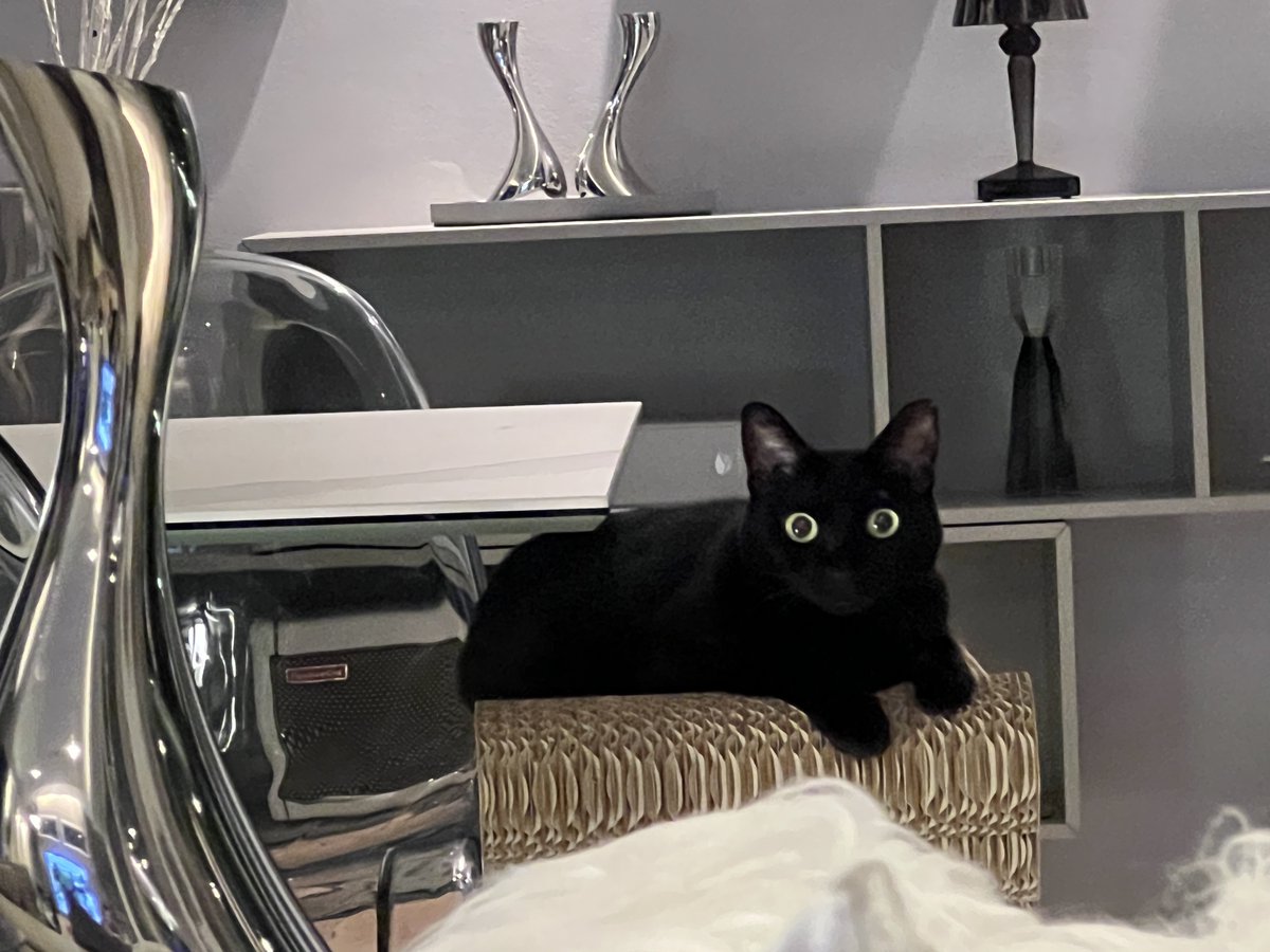 HOMEALONe_ksk's tweet photo. 飼い主が脱ぎ捨てた黒い洋服を黒猫を間違えて呼んでた時の黒猫です https://t.co/ADlNZ5iQeh