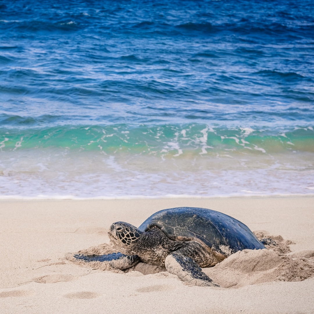 A sea turtle's sense of smell is their strongest, helping them find food and their way around.

If you've been paying attention, you'll know whether this statement about their sense of smell is TRUE or FALSE:

👃 #SeaTurtles have 2 sets of nose openings! 👃
-
-
-
-
Answer: #TRUE!