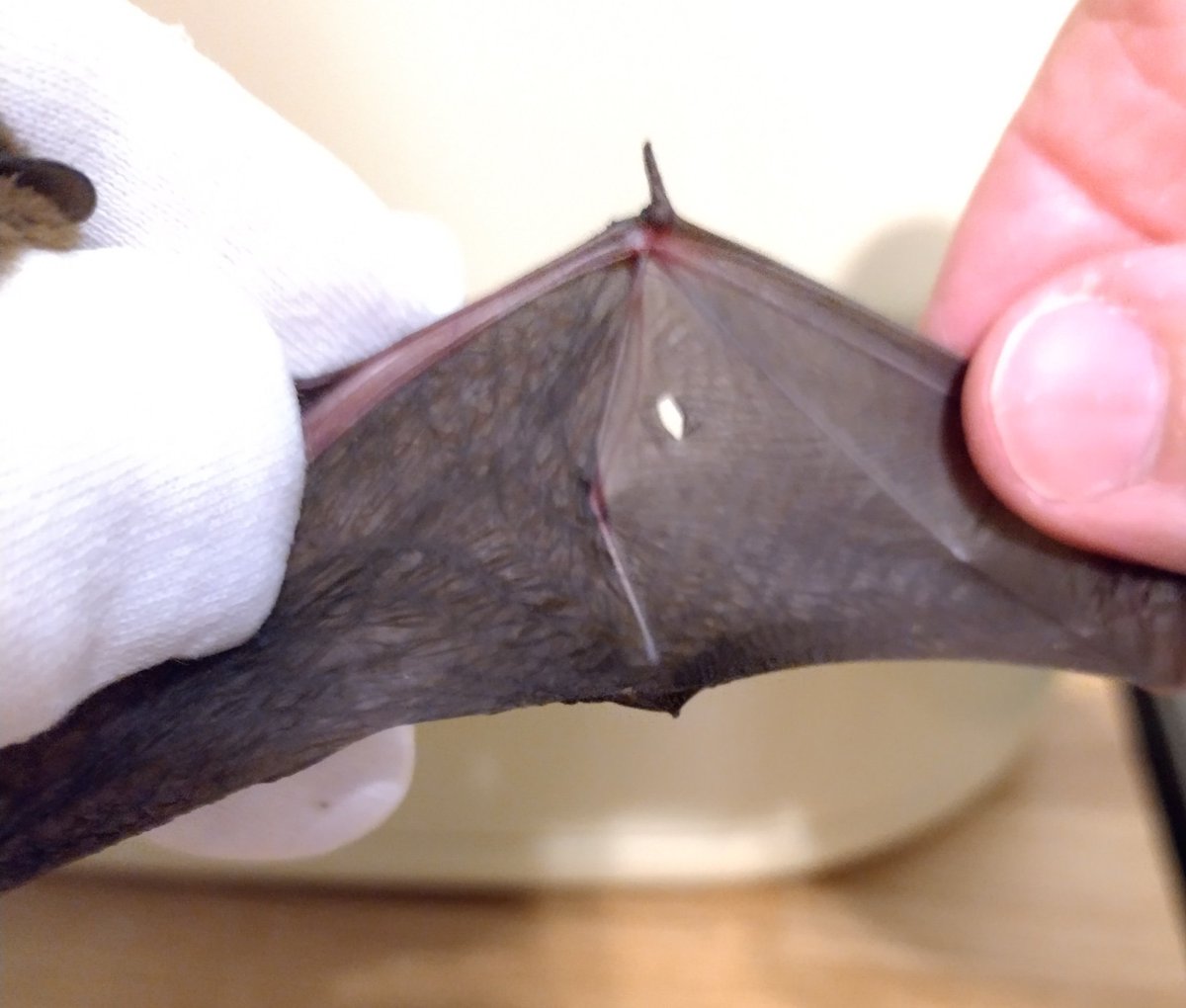 Tracey Jolliffe 🦇🦇🦇 tweet media