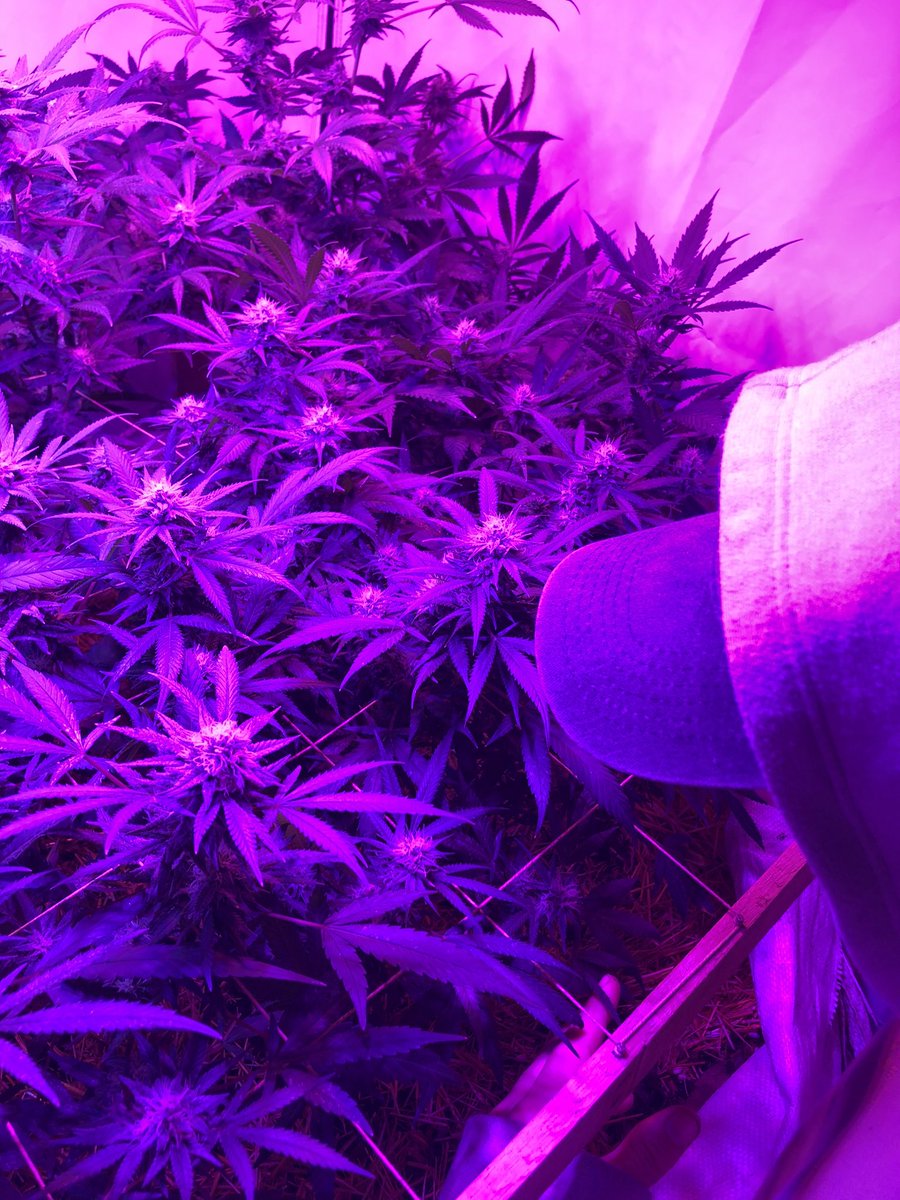 AcusaloArg's tweet photo. El color violeta también se lo usa para representar el PRANA, la energía. 
Acá estamos, nutriéndonos ❤️‍🔥 https://t.co/iYIZccTDBH