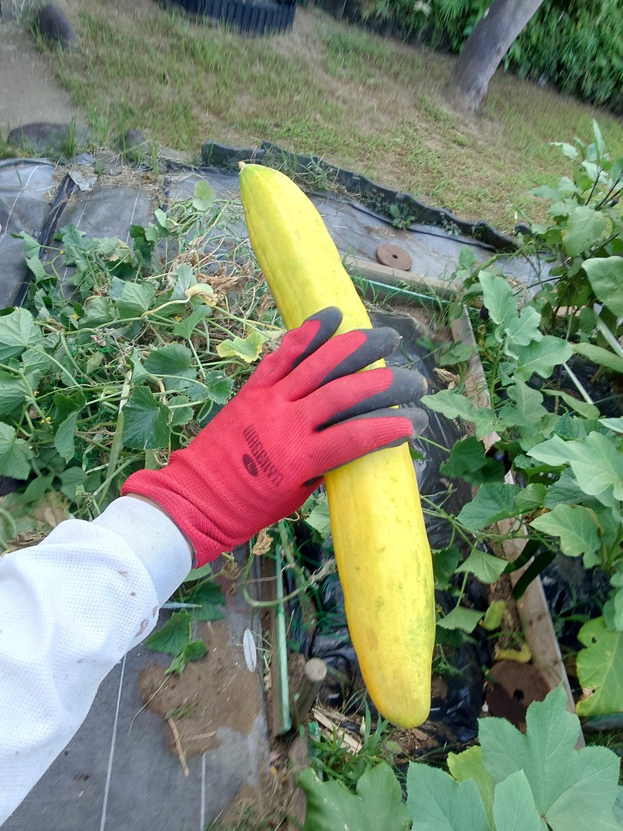 rafionopapa's tweet photo. この夏飽きるほど食べた🍆茄子と🥒胡瓜を撤収。しばらく放おっておいたのでラスボスみたいなのが出来てた❗ https://t.co/FRQQa51aSr