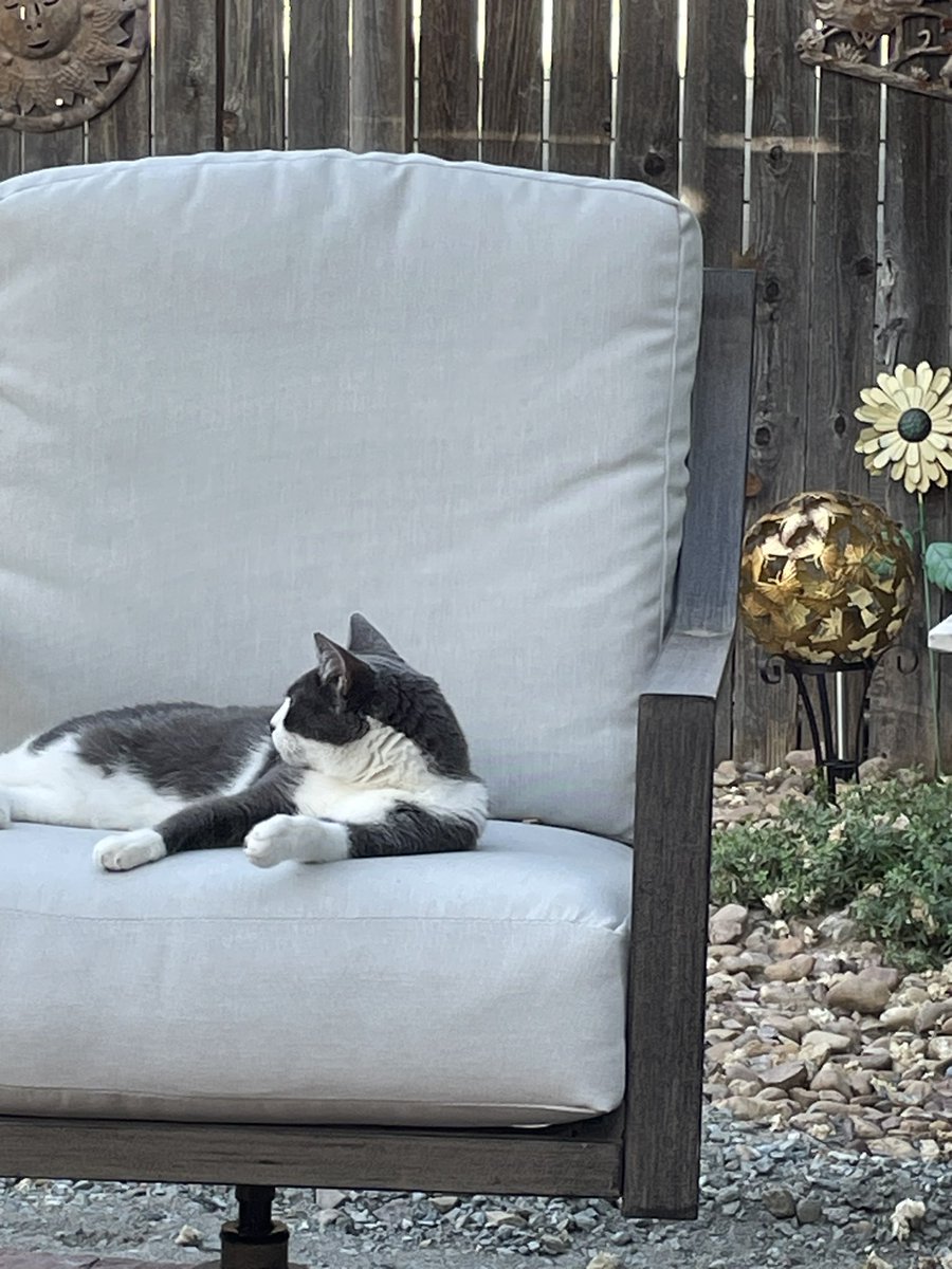 The kitty is happy with the new patio too. 😻