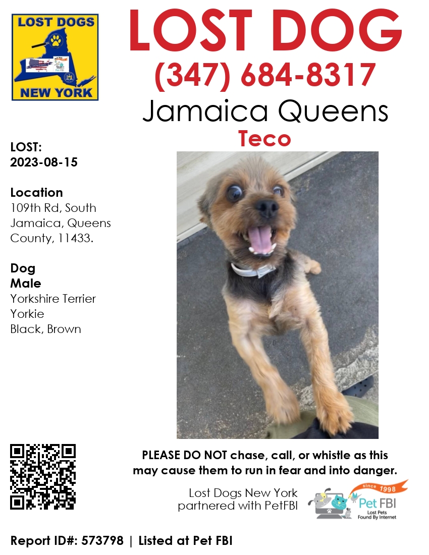 #Teco was Lost on 8/15/2023, click the picture or link for more info!
Location: 109th Rd, #SouthJamaica, #QueensCounty, 11433.
Pet Description: Is left eye looks a little irritated because he scratches at it. He likes to stick his tongue out especially when he sleeps.