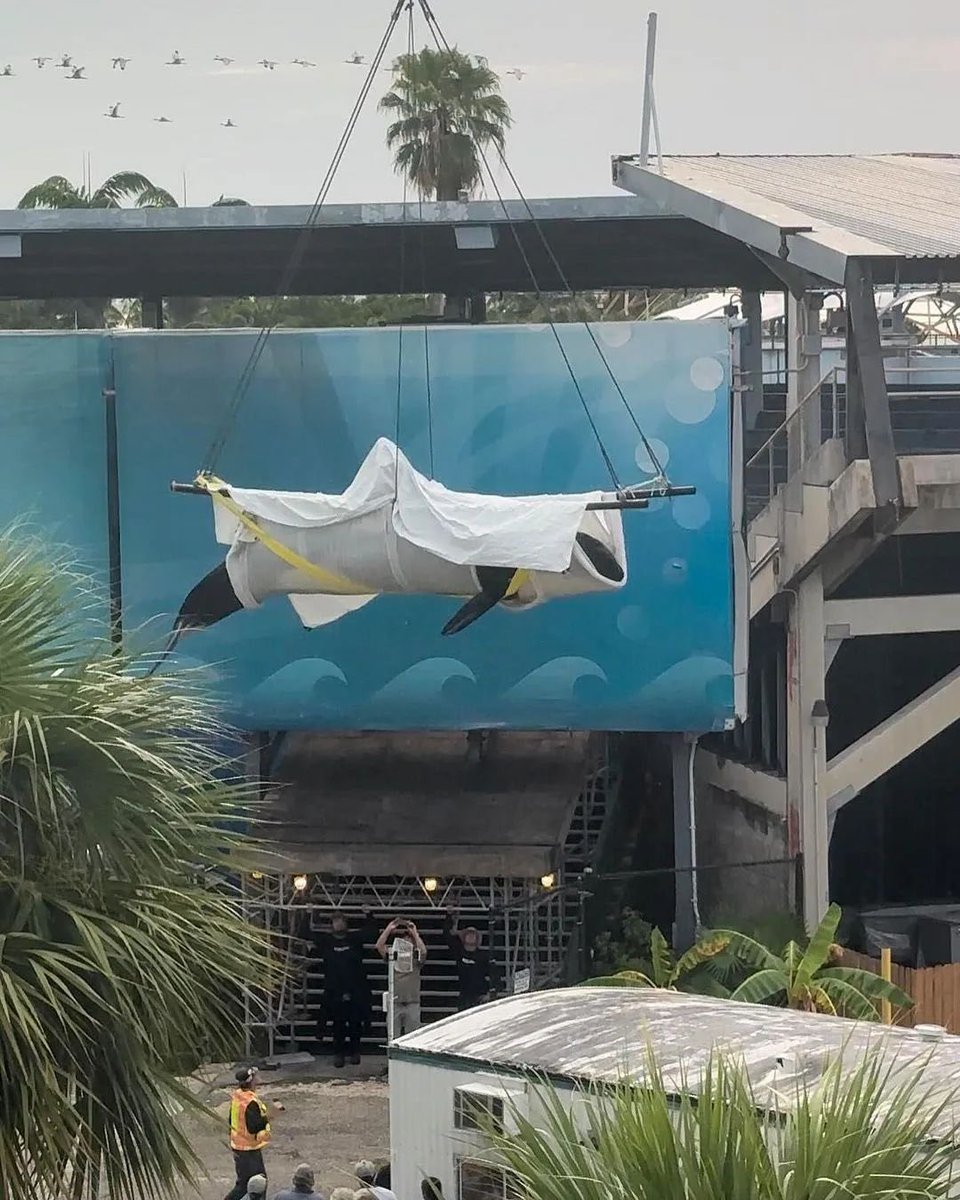 Her lifeless body was unceremoniously hoisted from the torturous prison that confined her for over half a century and placed in a container for removal. There was no recognition of all that was taken from her. No dignity, and no efforts to honor her life. 

Lolita. Tokitae.