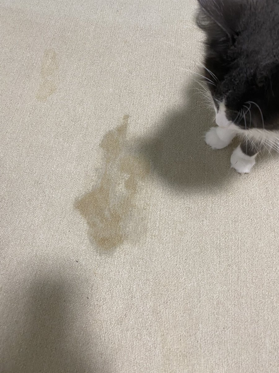 朝起きたら、新作の染み型アートが誕生していた。もういっそ絨毯を毛玉ゲ◯と同じ色のに変えよう。淡色はあかんね。