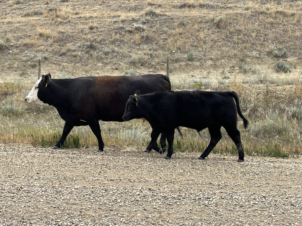 Nichole Neubauer tweet media