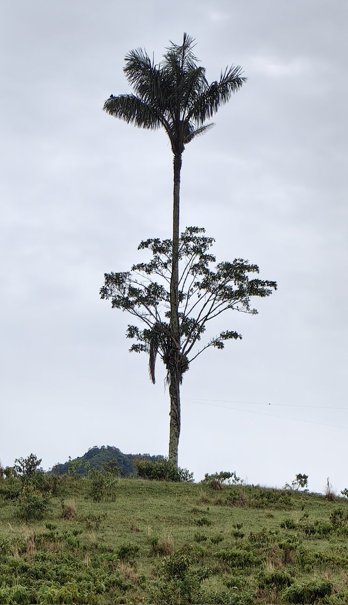 RubicundoApollo's tweet image. 3 años de diferencia entre una y otra foto, #P60Pro #HUAWEI #fotografia