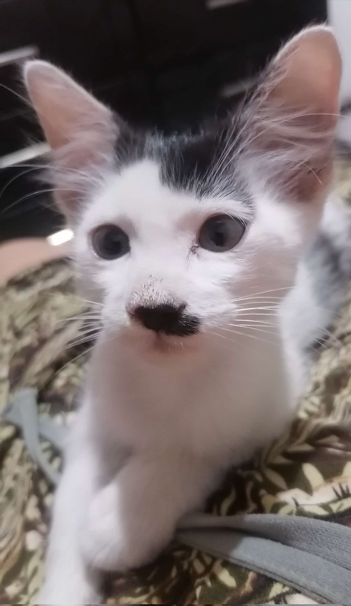 CALLASXD's tweet photo. @Caprimint Esta más verga el de mi compa se parece a Hitler https://t.co/vVwy5n2py4