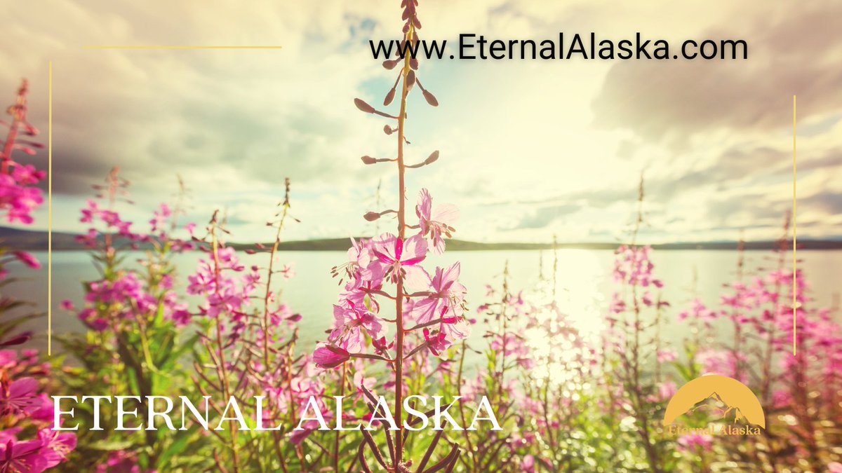 AnEternalLegacy's tweet photo. Honor your loved one in a special way with Eternal Alaska. Our memorial service includes a personal escort of the ashes to the scattering site, a video, and a professionally framed portrait. #Cremation #AshScattering #MemorialService #EternalAlaska https://t.co/3T82CTqp40 https://t.co/tkCTAtTbuw