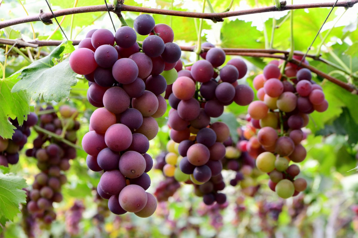 ChinaDaily's tweet photo. Say hello to my robotic friend! These efficient robots make harvesting grapes a breeze. #ChinaPath #modernization #harvest https://t.co/sDUXFAtSkE