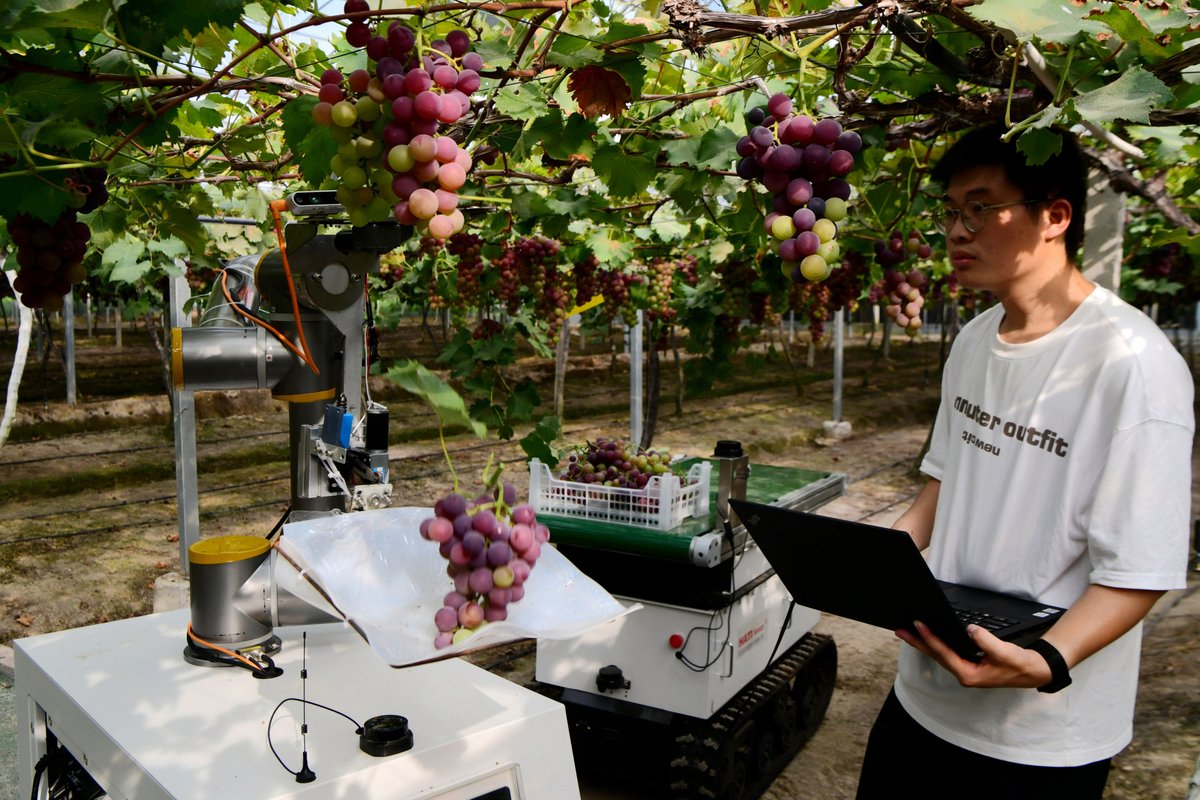 ChinaDaily's tweet photo. Say hello to my robotic friend! These efficient robots make harvesting grapes a breeze. #ChinaPath #modernization #harvest https://t.co/sDUXFAtSkE