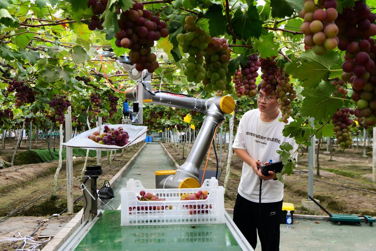 ChinaDaily's tweet photo. Say hello to my robotic friend! These efficient robots make harvesting grapes a breeze. #ChinaPath #modernization #harvest https://t.co/sDUXFAtSkE