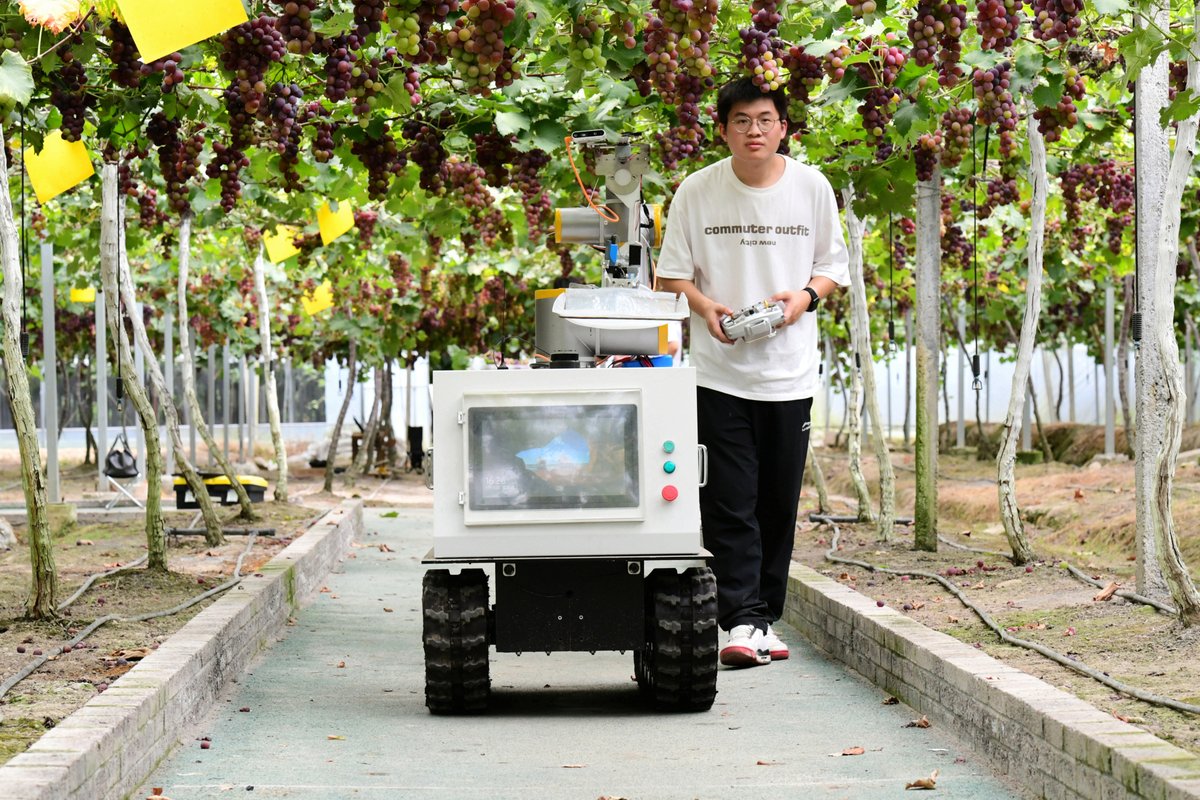 ChinaDaily's tweet photo. Say hello to my robotic friend! These efficient robots make harvesting grapes a breeze. #ChinaPath #modernization #harvest https://t.co/sDUXFAtSkE