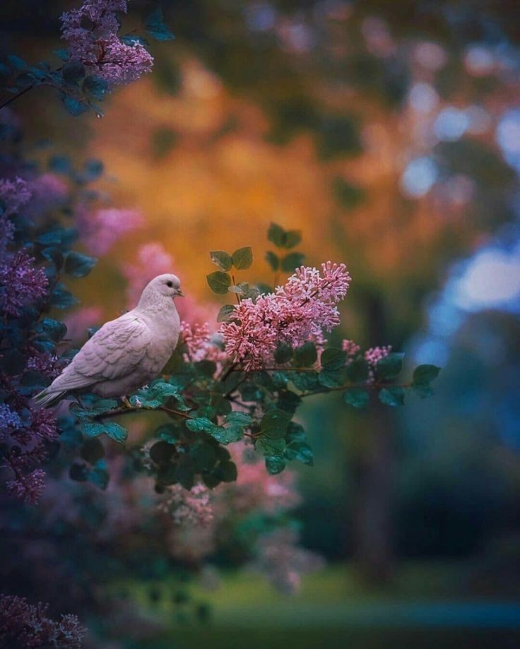Af66Hadi3's tweet photo. Good morning 
#nature https://t.co/Y6f1o359LG