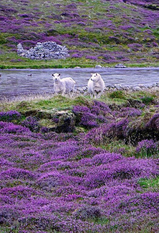 Scottish_Banner's tweet photo. Taking in the #heather with your best friend!
Great 📸 Angela Grace Irvine
#LoveHeather #Sheep #Scotland #ScottishBanner #LoveScotland #ScotlandIsCalling #LoveSheep #BeautifulScotland https://t.co/sJ4WBeLBGr