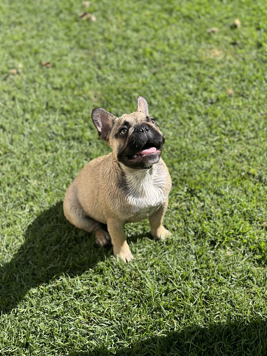 rudolf_nel's tweet photo. #Frenchie https://t.co/CN5bgzOBsA