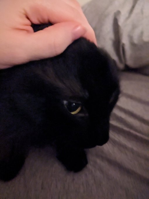 bunny https://t.co/33fhBEm3NY