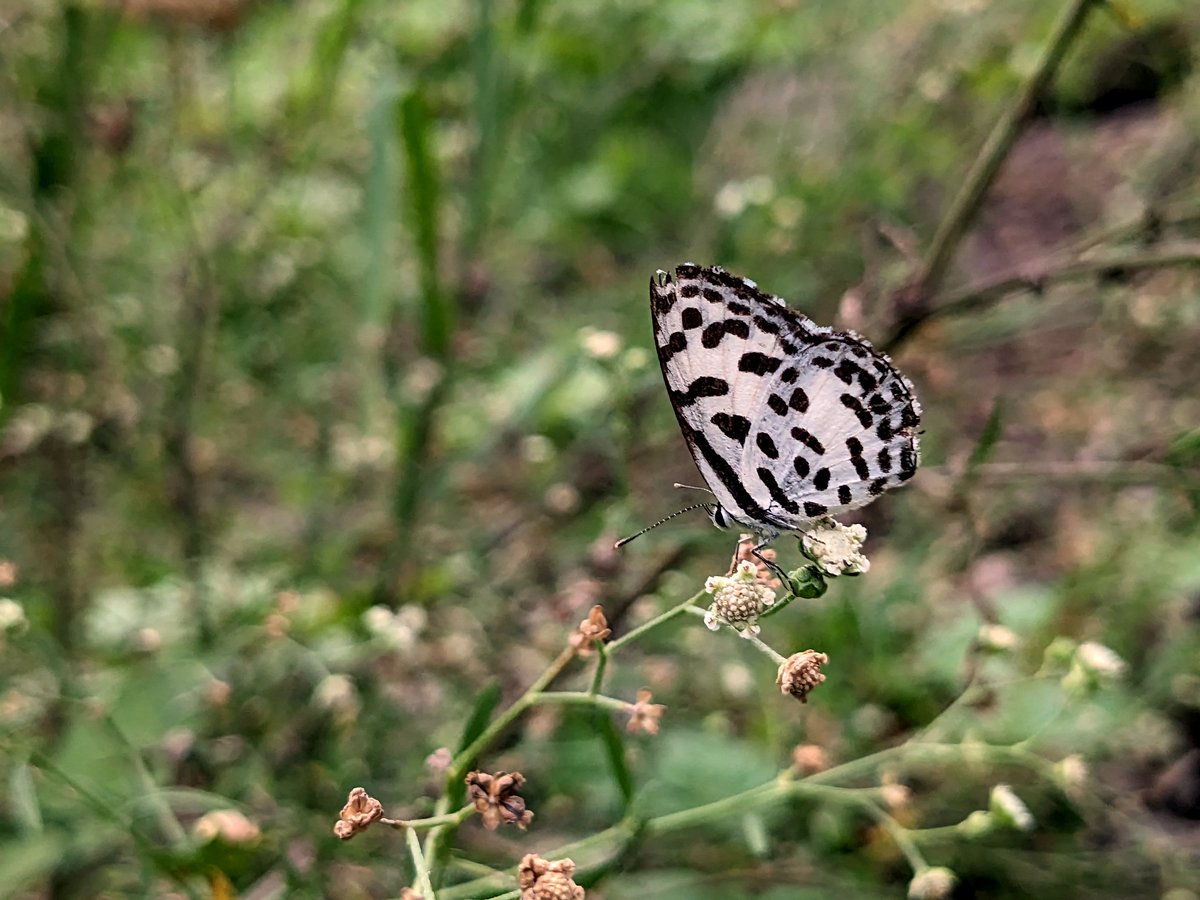 iJay_1700's tweet photo. Butterfly 🦋
#teampixel #pixelshot #butterfly #nature #macro #butterflies #naturephotography #art #photography #love #insects #flowers #butterflyphotography #wildlife #naturelovers #beautiful #photooftheday #flower #explore #perfection #explorepage #village #lake https://t.co/Q8704Pjakk