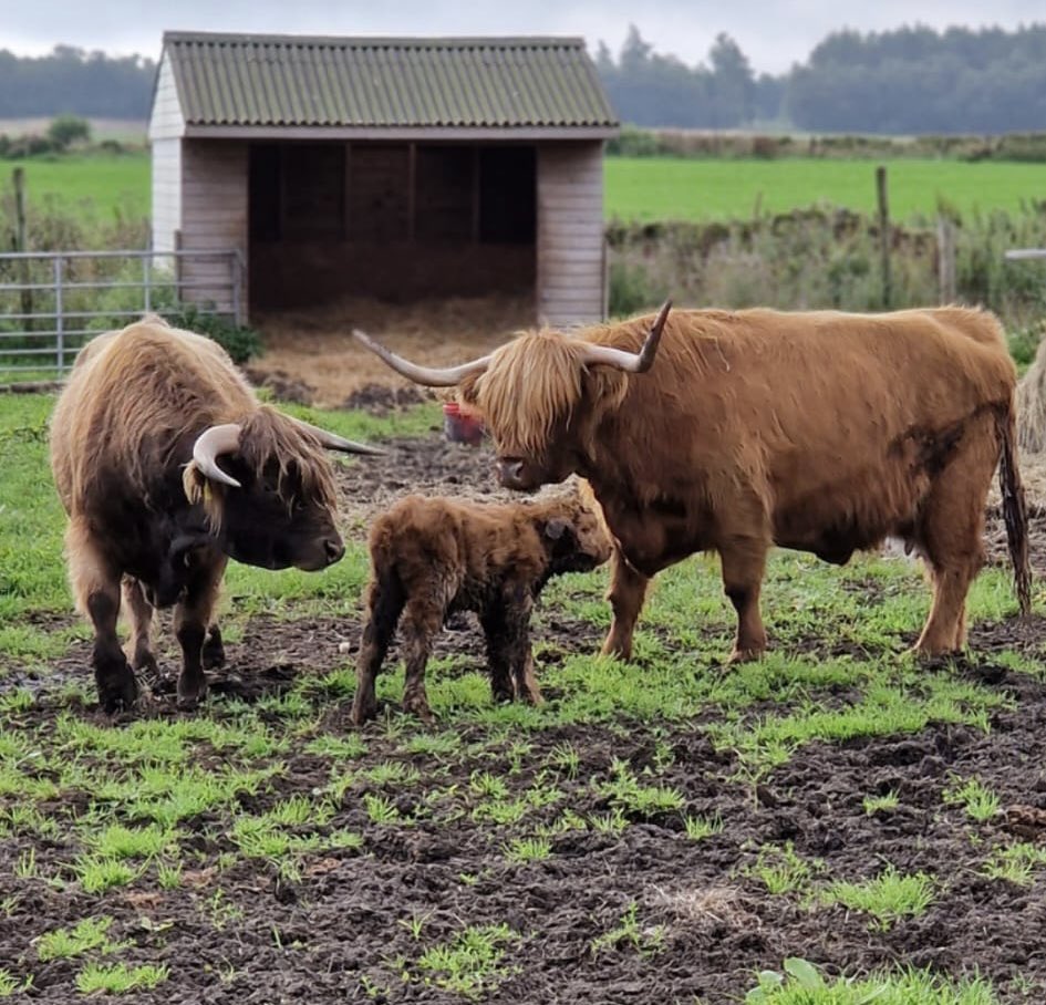 MatlockFarmPark's tweet photo. More photos of today’s new born 😍 https://t.co/3f0eNEAeMa