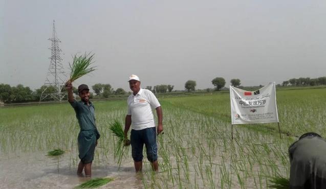 To help local farmers from Balochistan to recover after 2022 floods, Wuhan Qingfa Hesheng seed company not only donates seeds but also provides advanced technology to the locals for better yield. #CPEC10Y