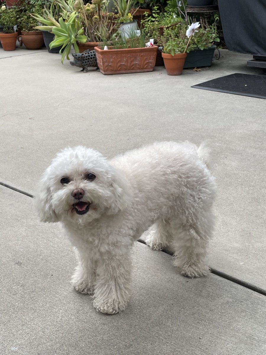 SuperBellaB1's tweet photo. My hoos came to pick me up💕Yes, I was a very good girl. 😁😘😆🐾#dogsoftwitter #dogsontwitter https://t.co/mHRIEqcFHi