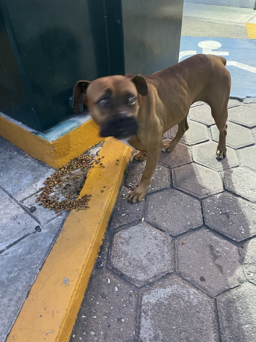 AntonioNV61's tweet photo. Perrita bóxer frente oxxo de Hermanos Serdán en Club de Golf las Fuentes https://t.co/JEd9n0qnN2