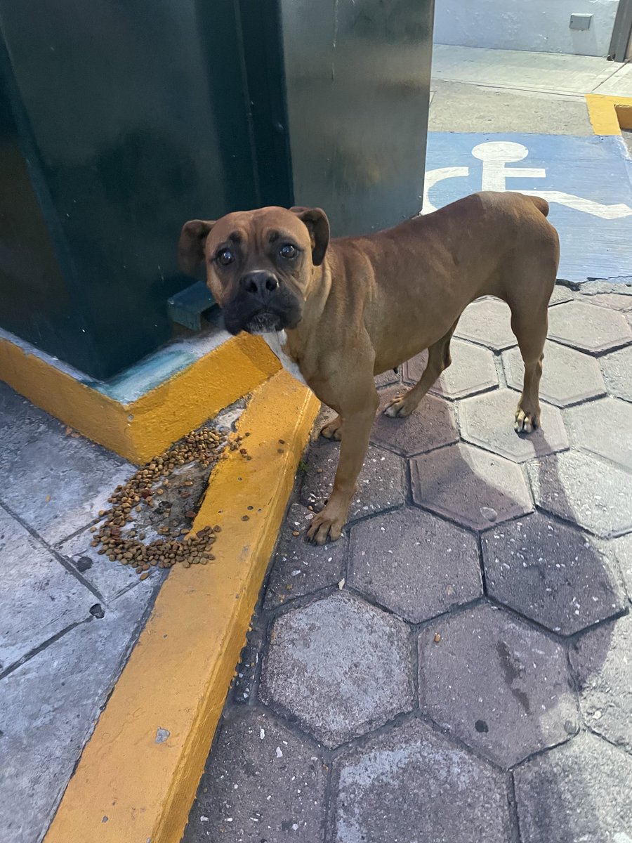 AntonioNV61's tweet photo. Perrita bóxer frente oxxo de Hermanos Serdán en Club de Golf las Fuentes https://t.co/JEd9n0qnN2
