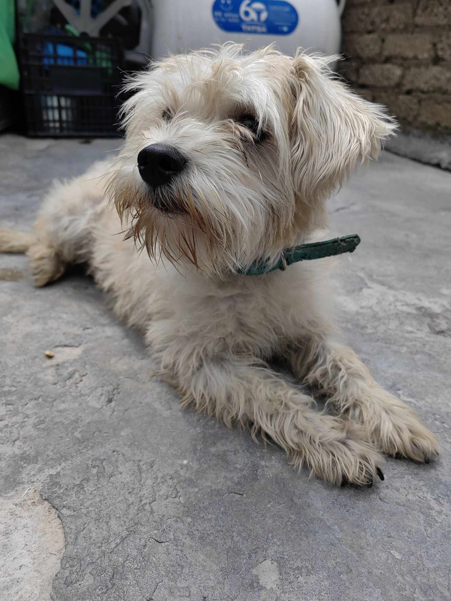 iztacalconews's tweet photo. AYUDA. Se busca a su familia.

Se encontró en la Col. Ramos Millán, por la panadería Barlin.

Inf 5565224030 y 5560222822 https://t.co/VzNXrujDNc