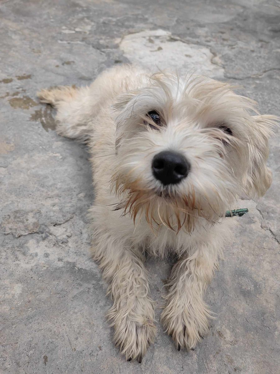 iztacalconews's tweet photo. AYUDA. Se busca a su familia.

Se encontró en la Col. Ramos Millán, por la panadería Barlin.

Inf 5565224030 y 5560222822 https://t.co/VzNXrujDNc