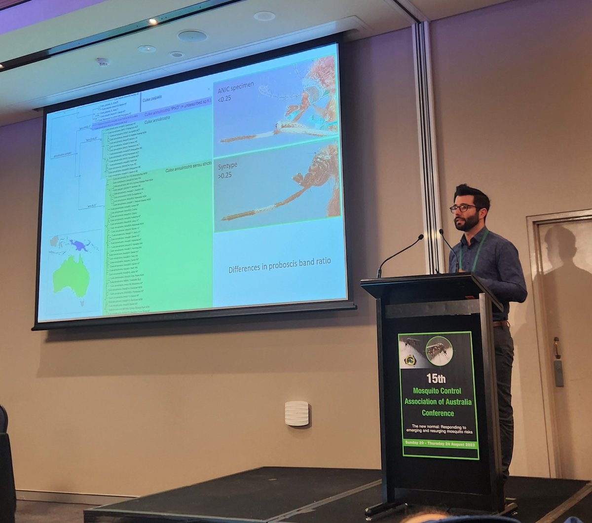 Can you spot the difference? <a href="/BrytheFlyGuy/">Dr Bryan Lessard</a> can! Fascinating work on the taxonomy of Cx. annulirostris and his hunt for the original type specimen #mcaa2023