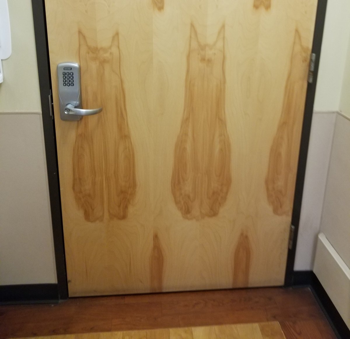 MoggyZpartuss's tweet photo. Meow.. #meow #cat #kitty #wood #door #resemble #look #wow https://t.co/IvIHg3QBog